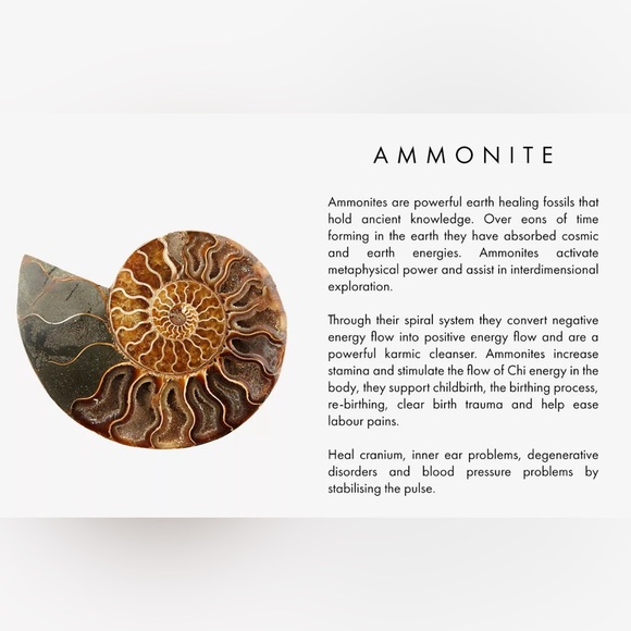 Ammonite Pendant Wrapped in Sterling Silver - Picture 3 of 3